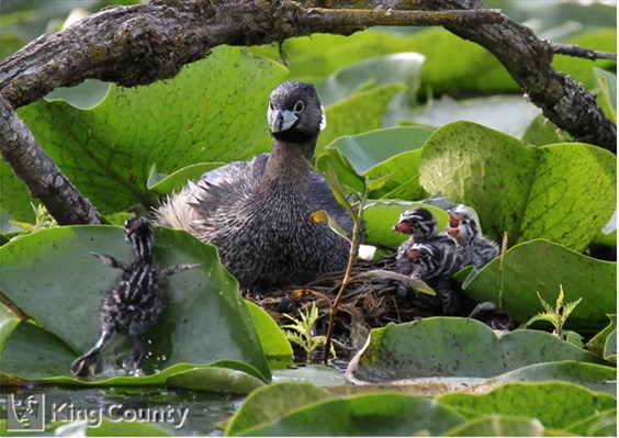 Photo of Podilymbus podiceps